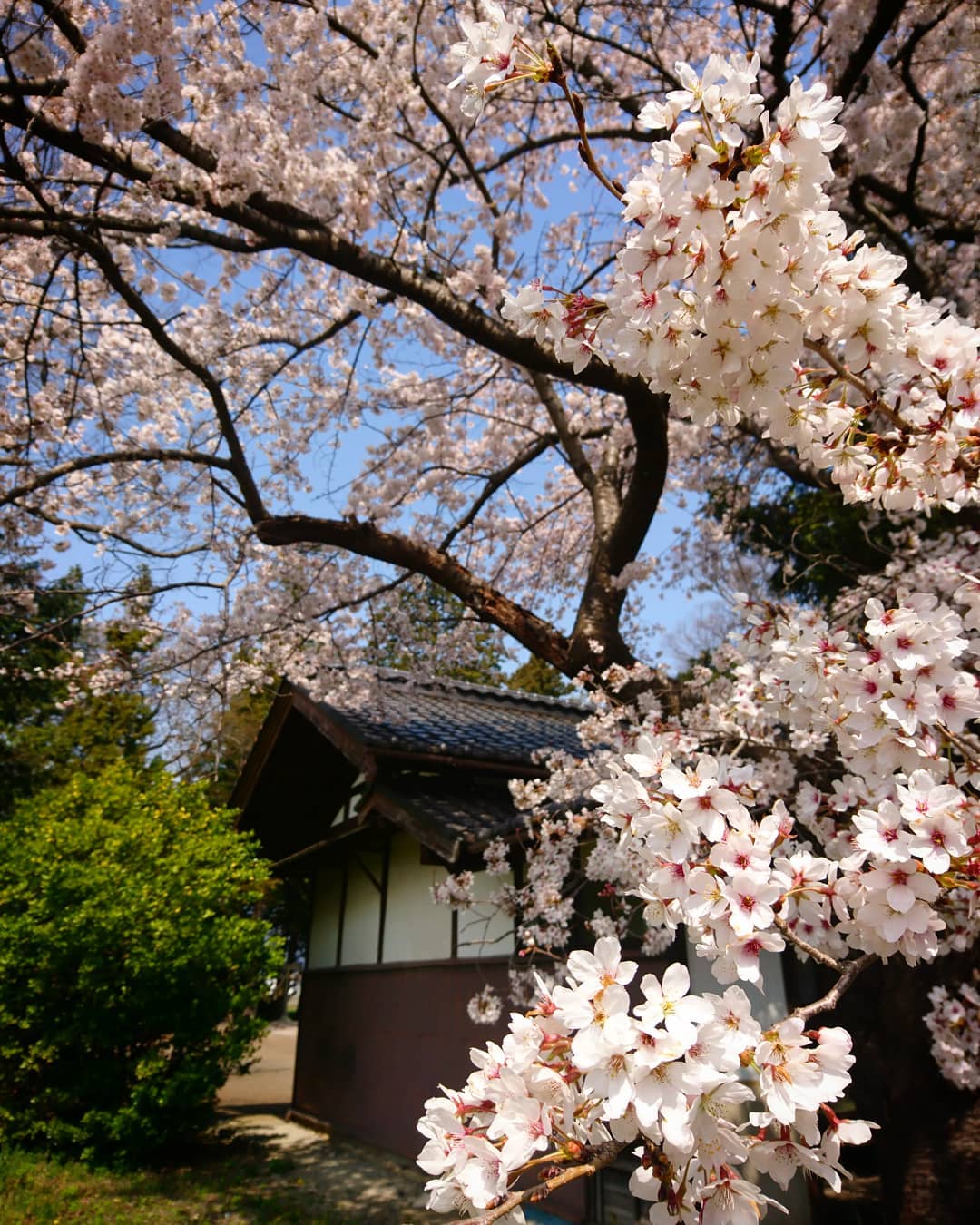 松本の街はサクラ満開です。天気も良く、軽快に各所の煙突工事をはしご中の工事部です。#ストーブハウス #薪ストーブ#煙突#長野県#松本#八ヶ岳#原村#サクラ#桜#春#天気#快晴#コロナウイルスが早く終息しますように#はしご#山梨県#ライフスタイル #リフォーム#アウトドア#諏訪