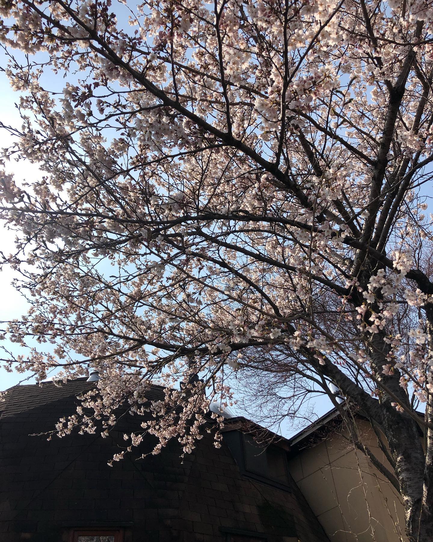 お店の桜が満開です。例年より少し早い感じがします！短縮営業の為、16時までの営業となります。よろしくお願いします。#ストーブハウス原村#原村#八ヶ岳#茅野市 #薪ストーブ #薪ストーブのある暮らし #薪ストーブのある家 #山の暮らし #おてつだい #災害#強い#生活の道具 #アウトドア #アウトドア用品 #薪#着火剤 #食品 #オーガニック食品 #生活必需品#そら #空 #空が好きな人と繋がりたい #空が好き#雲 #雲が好き#桜 #満開 #満開の桜