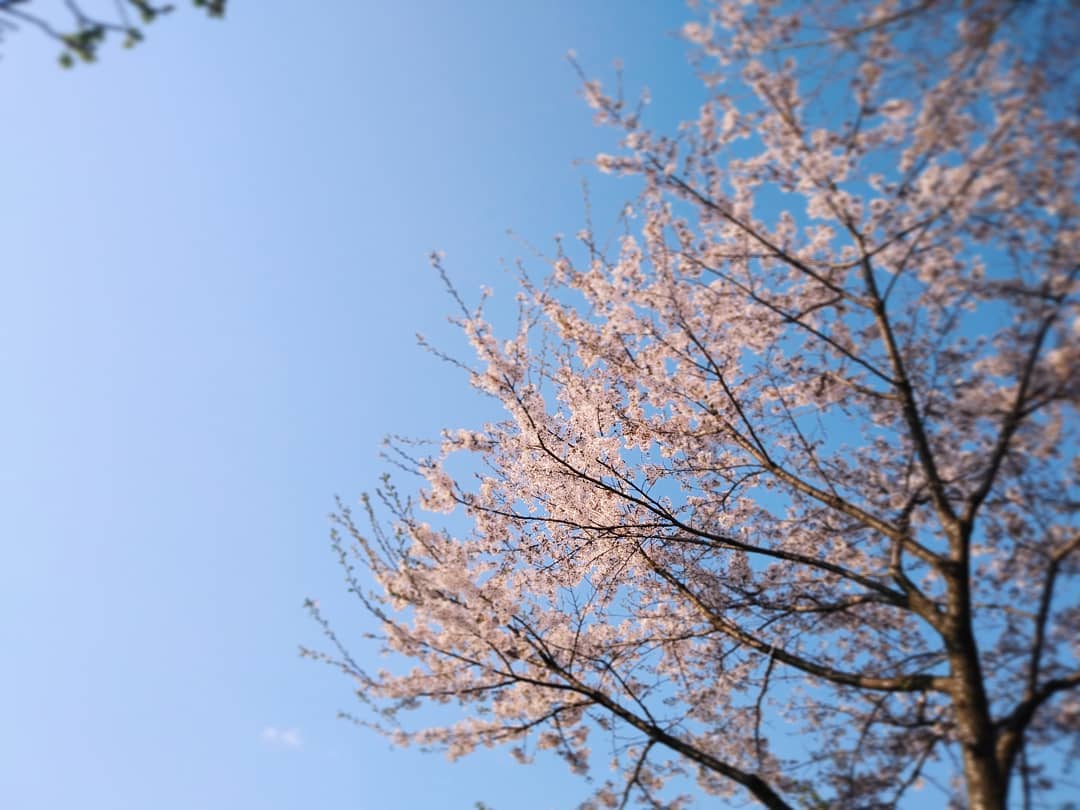 原村店デッキの桜、風にのって店内にも花びらがちらほら.. ～明日、5/3(日) 10時よりオープンいたします～ #ストーブハウス原村 #原村 #八ヶ岳 #桜 #花びら #薪ストーブ#薪ストーブのある暮らし #山の暮らし #キッチン道具 #アウトドア #いい天気