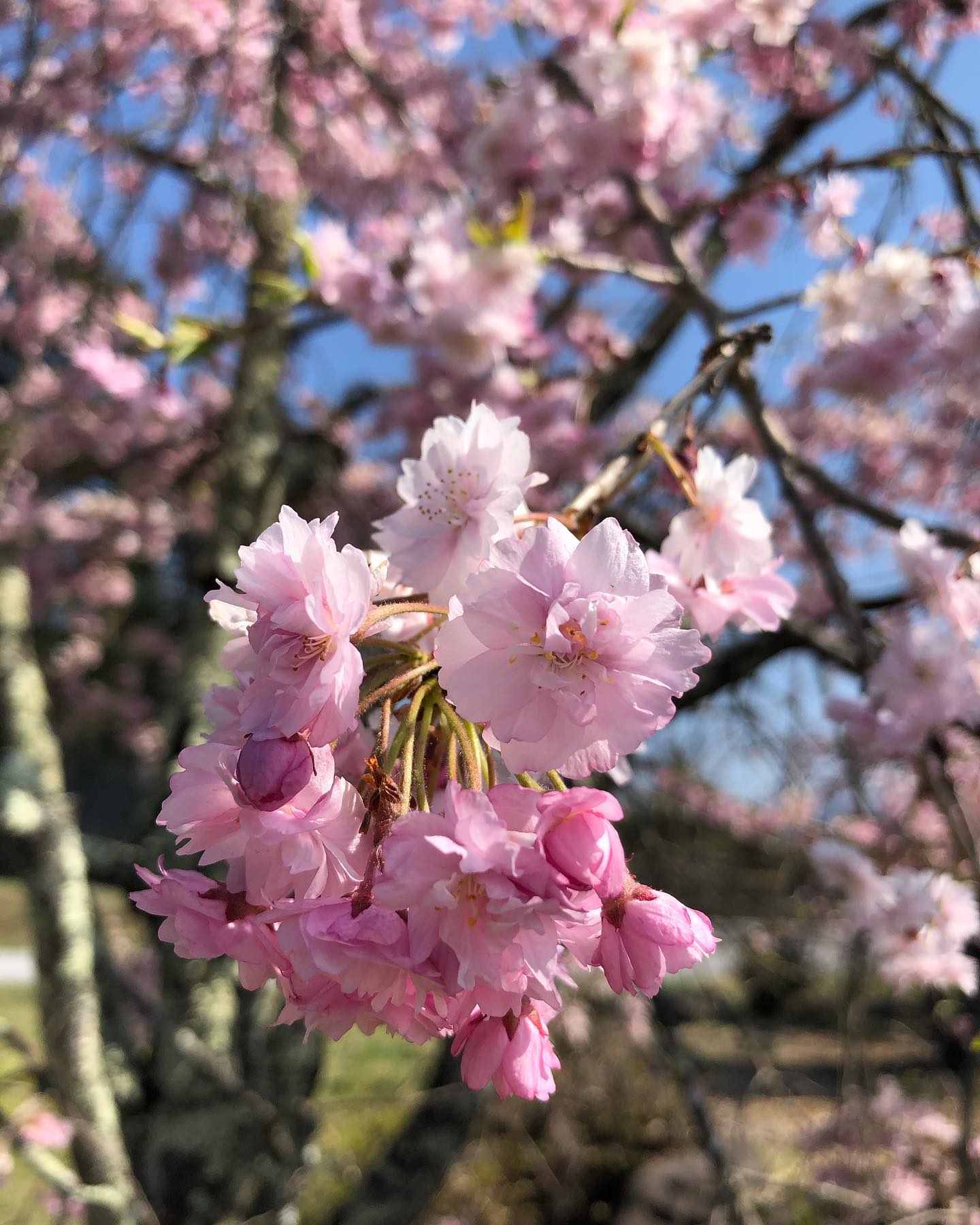 5月スタート…村の桜満開#ストーブハウス原村#原村#八ヶ岳#茅野市 #薪ストーブ #薪ストーブのある暮らし #薪ストーブのある家 #山の暮らし #おてつだい #災害#強い#生活の道具 #アウトドア #アウトドア用品 #薪#着火剤 #食品 #オーガニック食品 #生活必需品#桜 #満開 #満開の桜#村#公園