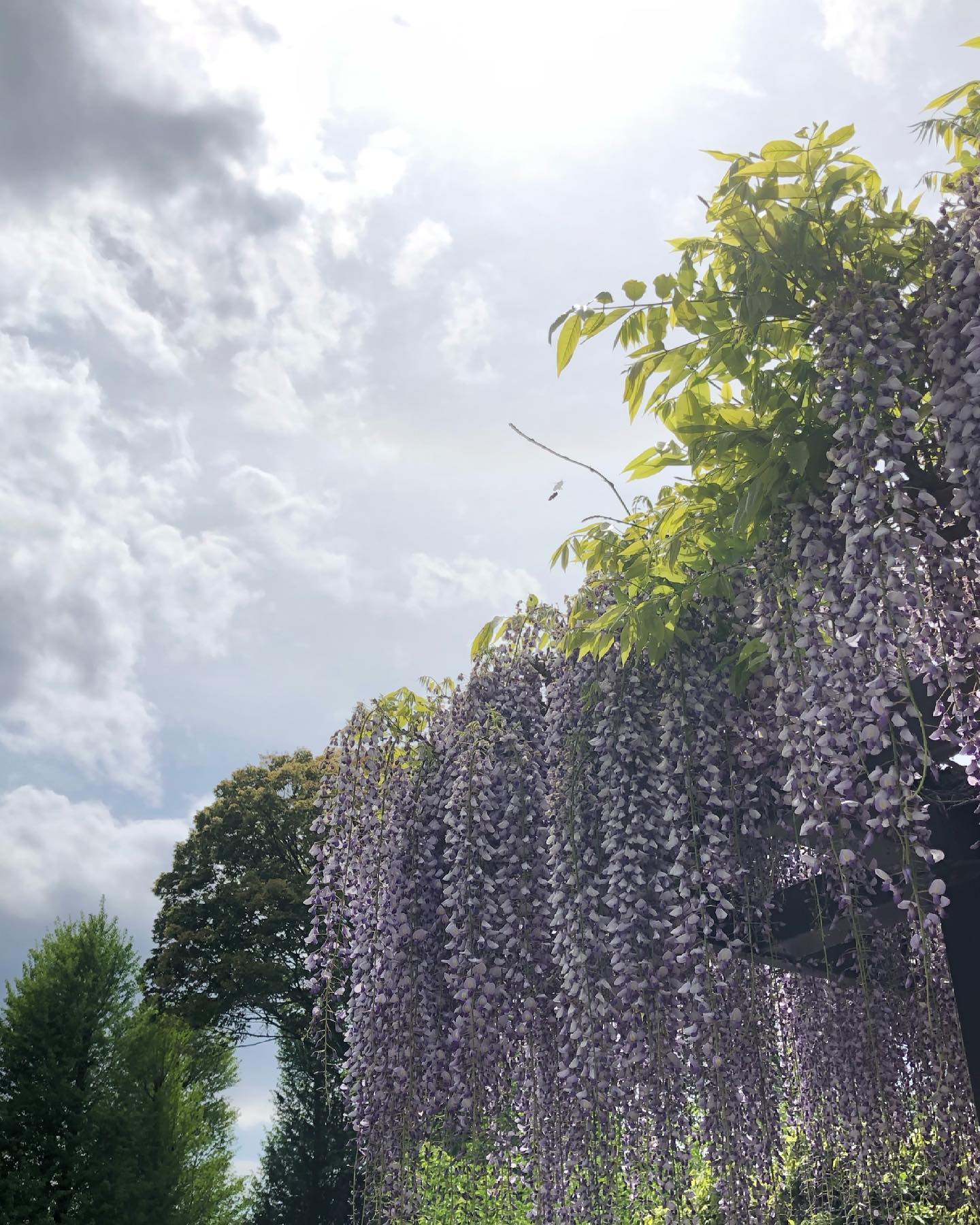 諏訪市〜高島城のフジ明治9年頃に植栽された諏訪市最古のフジ5月はフジの季節#薪ストーブ #薪ストーブのある暮らし #アウトドアギア #薪ストーブツール #アパレル #アウトドアアパレル #暮らしの道具 #キッチンウェア #ガーデンツール #荒物屋 #食品 #自然食品 #有機食品 #セレクトショップ #山の暮らしのお手伝い #八ヶ岳の薪ストーブ専門店 #ストーブハウス原村 #原村 #富士見 #蓼科 #八ヶ岳 #諏訪#高島城 #ふじ #ふじのはな #藤棚 @stovehouse.woodstove