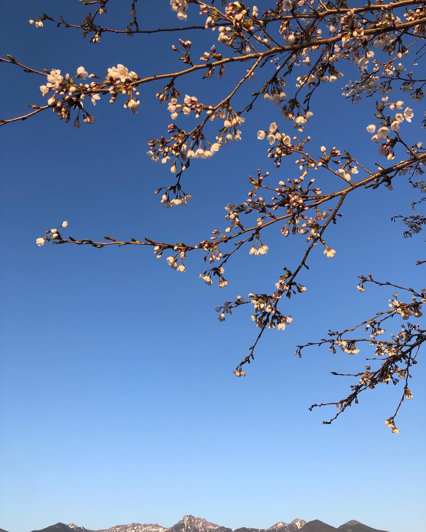 桜が咲きまじめました。来週には満開になりそうです！#ストーブハウス原村 #薪ストーブ #薪ストーブのある暮らし #アウトドアギア #薪ストーブツール #アパレル #アウトドアアパレル #暮らしの道具 #キッチンウェア #ガーデンツール #荒物屋 #食品 #自然食品 #有機食品 #セレクトショップ #山の暮らしのお手伝い #八ヶ岳の薪ストーブ専門店#キャンプ#キャンプギア #原村 #富士見 #蓼科 #八ヶ岳 #桜#お花見 @stovehouse.woodstove