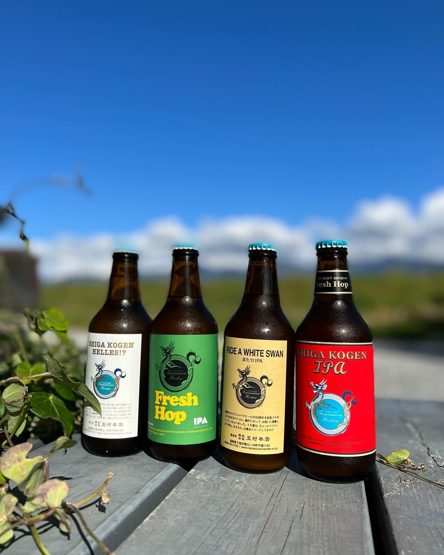 SHIGA KOGEN HELLES!?5.0%、IBU15Fresh Hop IPA 20226.5%、IBU38RIDE A WHITE SWAN / また1t IPA 8.5%、IBU63。志賀高原IPA Harvest Brew 6.0%、IBU56クラフトビールの老舗ブルワリー玉村本店、志賀高原ビール入荷。とにかく、間違い無いですねいろいろうんちくはありますが、飲んで確かめて。#japanesebeerbar #japanesecraftbeer #craftbeerspecialist #japancraftbeer #newontap #ontap #taplist #玉村本店 #志賀高原ビール #長野県下高井郡 #老舗クラフトブルワリー #ipa #newenglandipa #helles #hop #八ヶ岳タップルーム#ビールスタンド #ビアスタンド #スタンドエイト #standeight #ストーブハウス原村