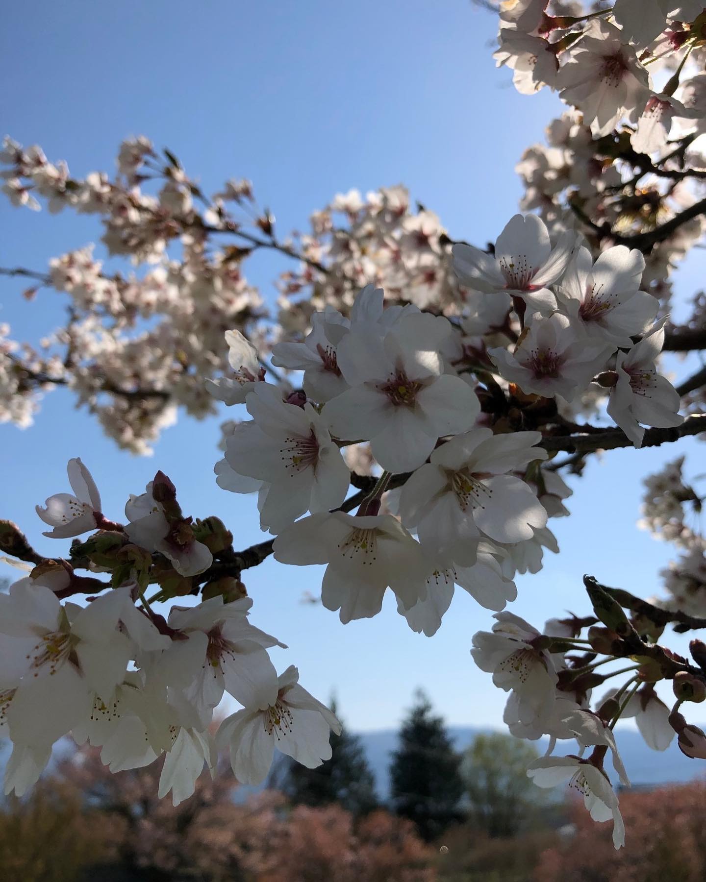 Stovehouse春1番目のイベント「桜を見る会」焼き鳥串せんさんを招いてクラフトビール飲み放題の花見パーティーをやっちゃいますビールは2,000円飲み放題焼き鳥つまみながら、ビールを飲んで桜を見る。そんなイベントですw（一部の政党、政治団体とは無関係でございますw）当日、お店ももちろん開店しておりますのでごゆっくり見ていってください！50,000円、30,000円、10,000円とお買い物をしていただいたお客様に、当日現地にて素敵なプレゼント（要らないものはあげないので安心してください）をご用意しております！外でtentipiのニンバスを張ってストーブや焚火もございますが、ここ原村の気候はまだまだ寒いので、念の為、暖かい上着もお忘れなく🧥ハンドルキーパーのいない方、車中泊、テント泊🏕出来る方は是非休んでいってくださいね。【飲酒運転厳禁】でお願いします！それでは、皆さま当日お待ちしております#春 #花見 #八ヶ岳と #桜 #桜を見る会 #ストーブハウス原村 #焼き鳥 #串せん#クラフトビール #飲み放題 #イベント #tentipi #tentipijapan #ニンバス #テント泊 #車中泊 #乾杯 #飲み過ぎましょう