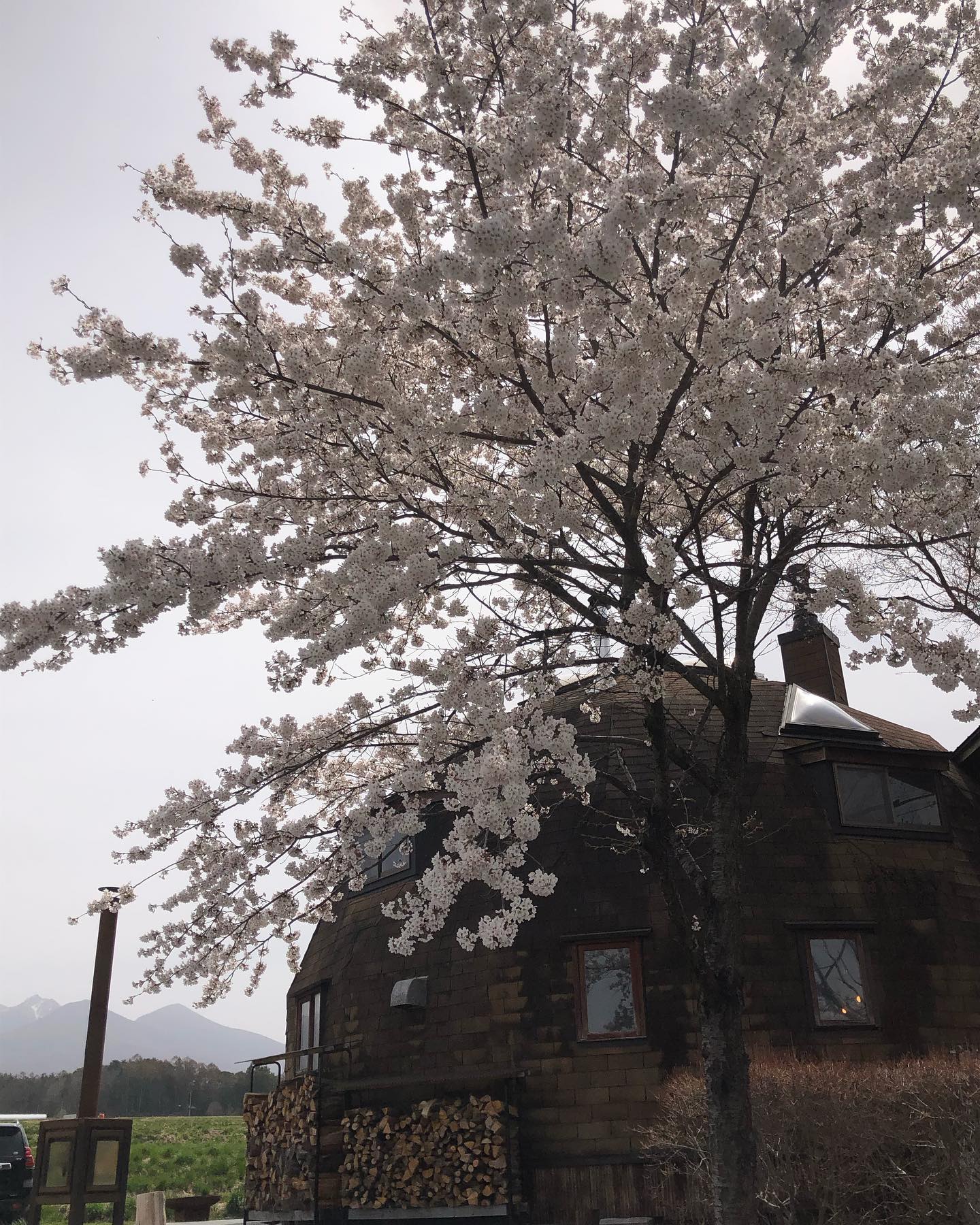 明日の雨が心配🫤ですが…本日桜満開です！！〜猫さんも心地よさそう〜4/16（日）桜を見る会お待ちしております#ストーブハウス原村 #原村#八ヶ岳#春#花見#桜を見る会 #焼き鳥#串せん #諏訪#tentipi #tentipijapan #tentipicamp #クラフトビール #飲み放題#イベント#乾杯 #ねこ #ひなたぼっこ