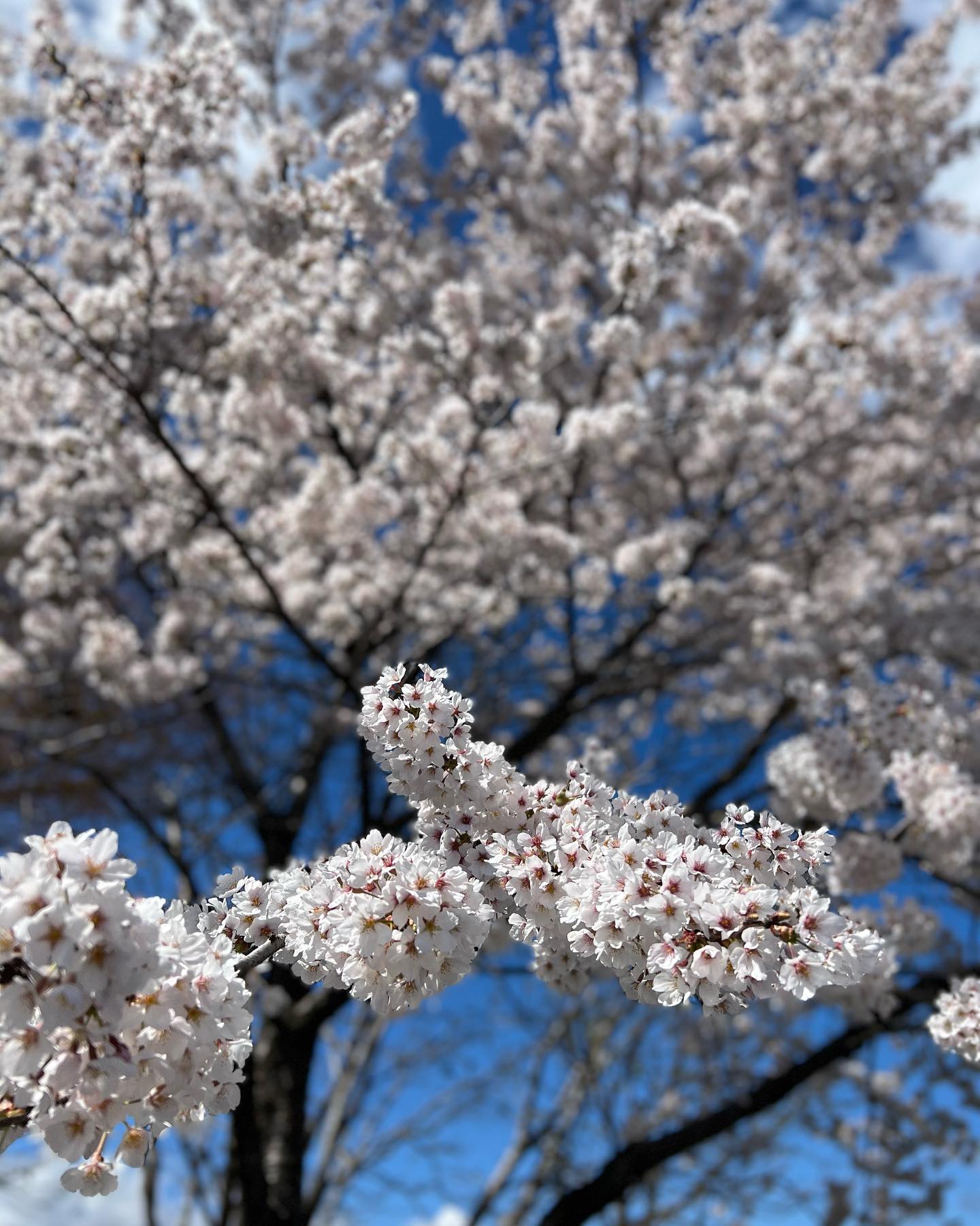 【桜を見る会】こちらは、純粋に桜を見て感動する会となります。なので、酒飲んで、焼き鳥食べて、大騒ぎして、仲間と、彼女、彼氏と、家族と、また新しい仲間の出逢いと、参加した皆様で、日本、世界の平和を想い、祈り、　　　　《呑みませう》最高の快晴でございます！お待ちしております！！！！！！🐓🐓🐓🐓🐓🐓🐓🐓🐓🐓🐓🐓🐓🐓🐓🐓🐓🐓🐓🐓️️️️️️️️️️️️️️️️️️️️#桜を見る会 #明るい #会です #桜 #花見 #クラフトビール #焼き鳥 #ストーブハウス原村 #串せん #原村